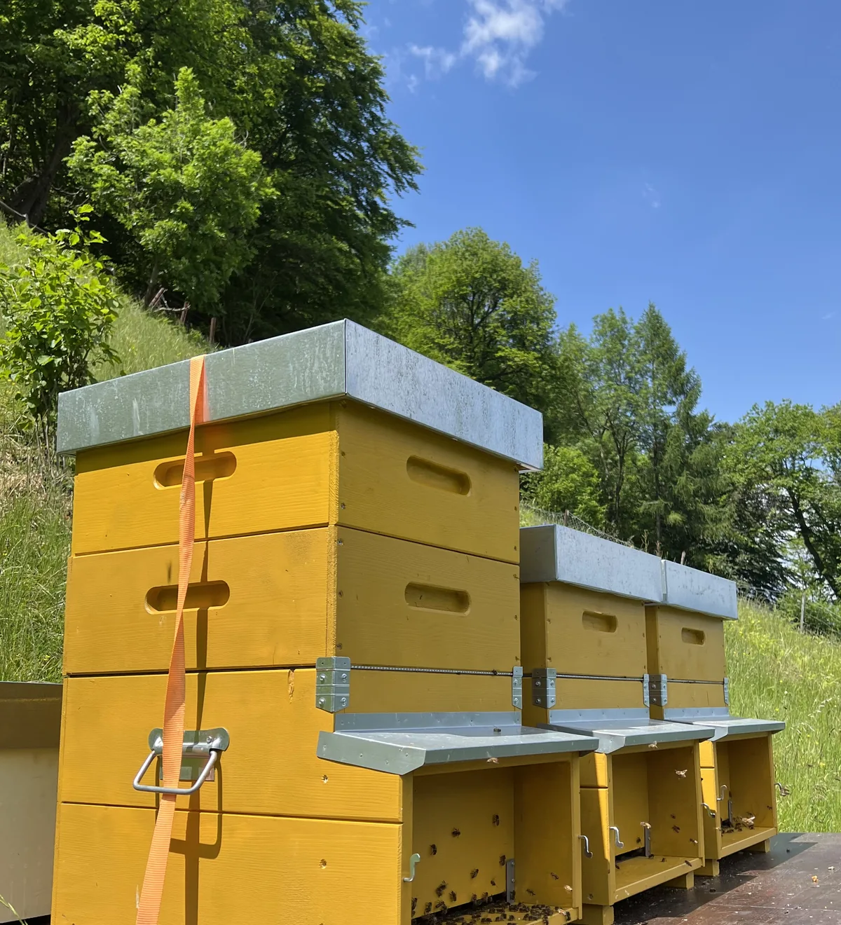 Die gelben Bienenbeuten auf dem Stand, Bienen am Flugloch, dahinter Wald und blauer Himmel