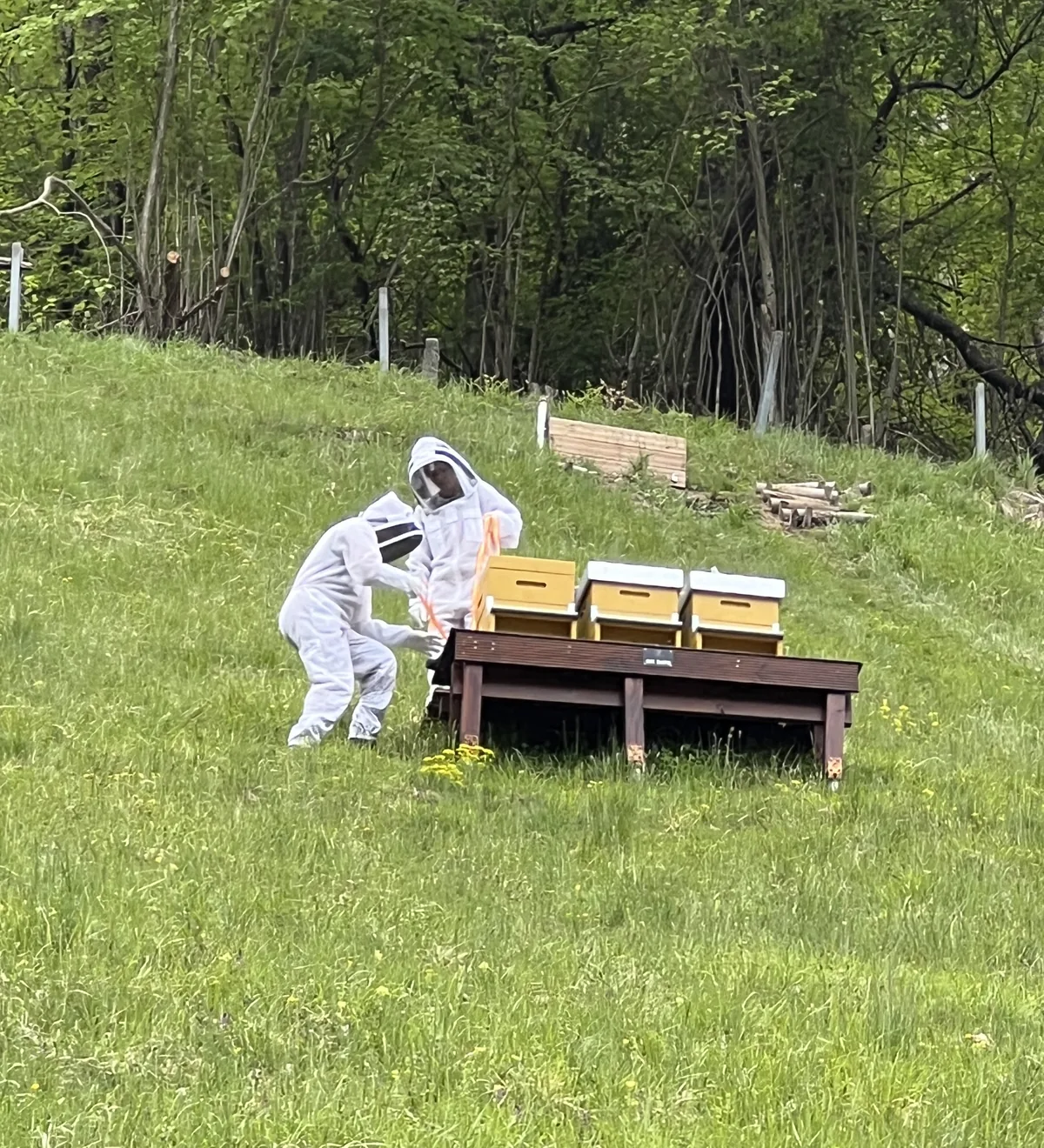 Zwei Imker in weissen Anzügen, ein Erwachsener und ein Kind, am Bienenstand in der Frühlingswiese
