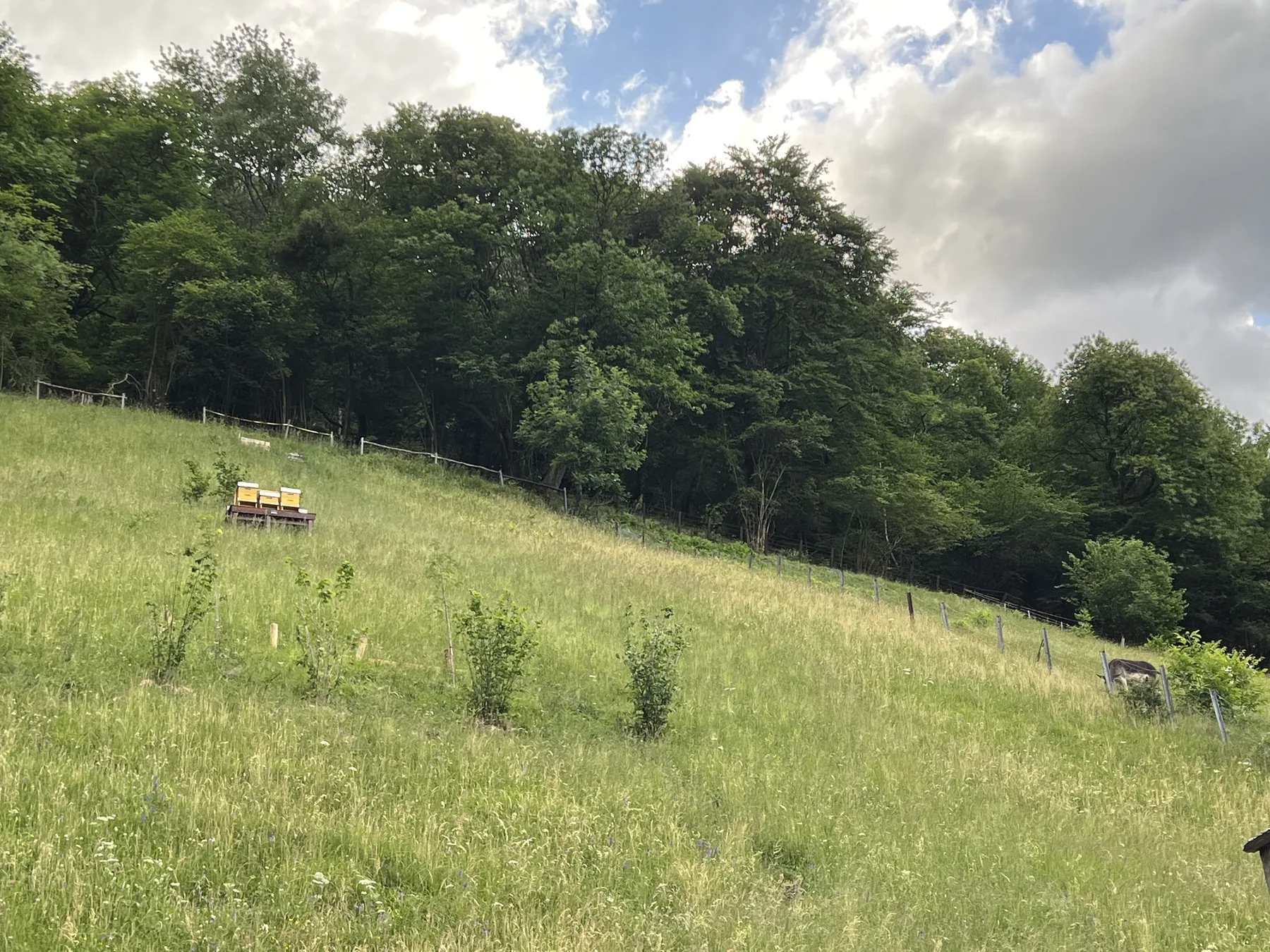 Der Bienenstand in der Bergwiese am Waldrand unter Wolkenhimmel