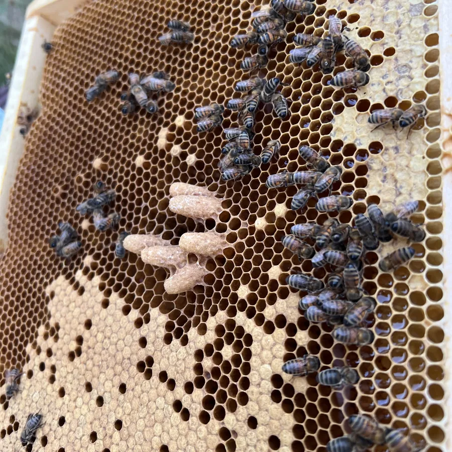 Brutwabe mit mehreren länglichen Weiselzellen, daneben Bienen und offene Honigzellen