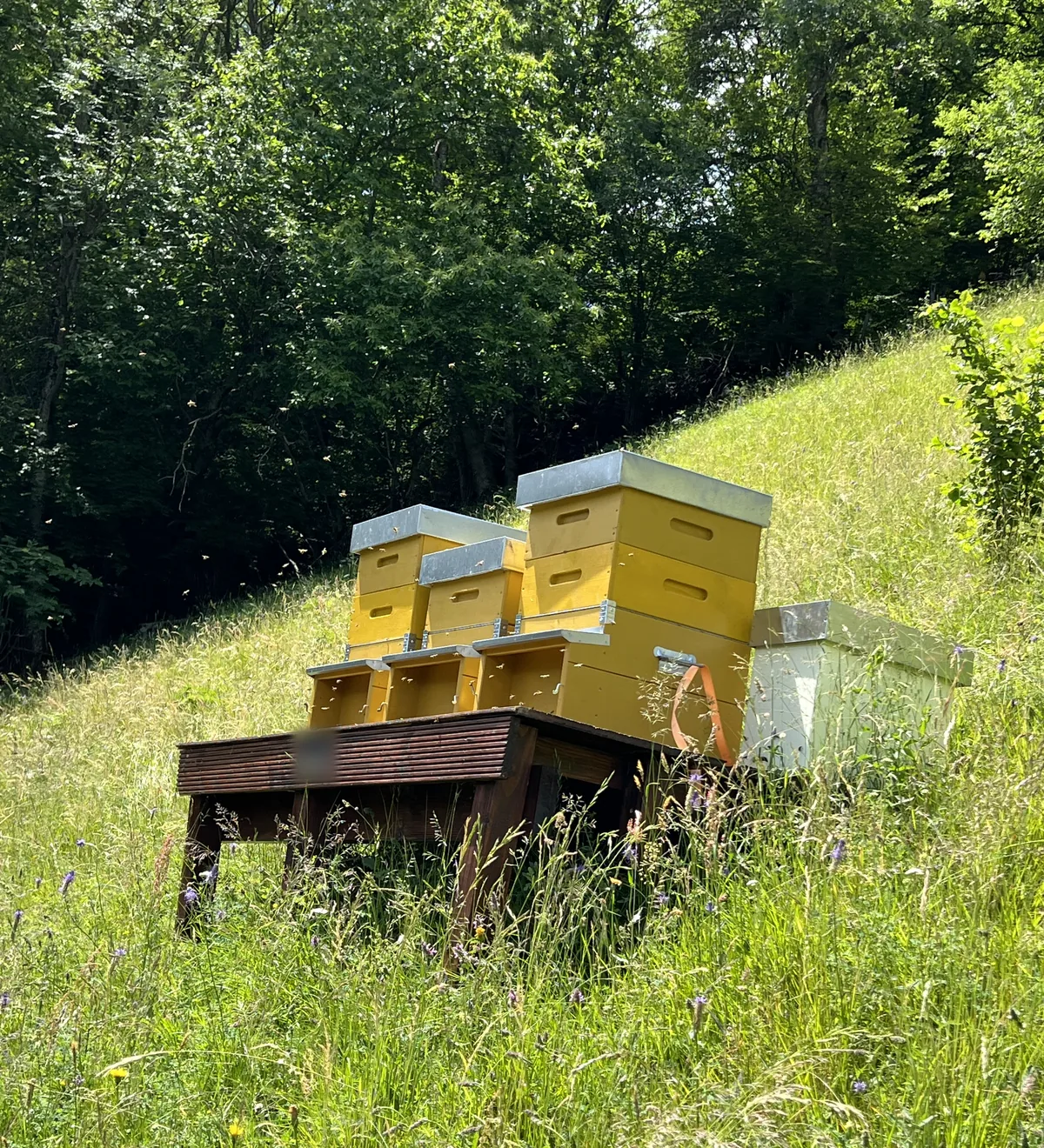 Bienenbeuten auf dem Holzstand in der hohen Blumenwiese am Waldrand